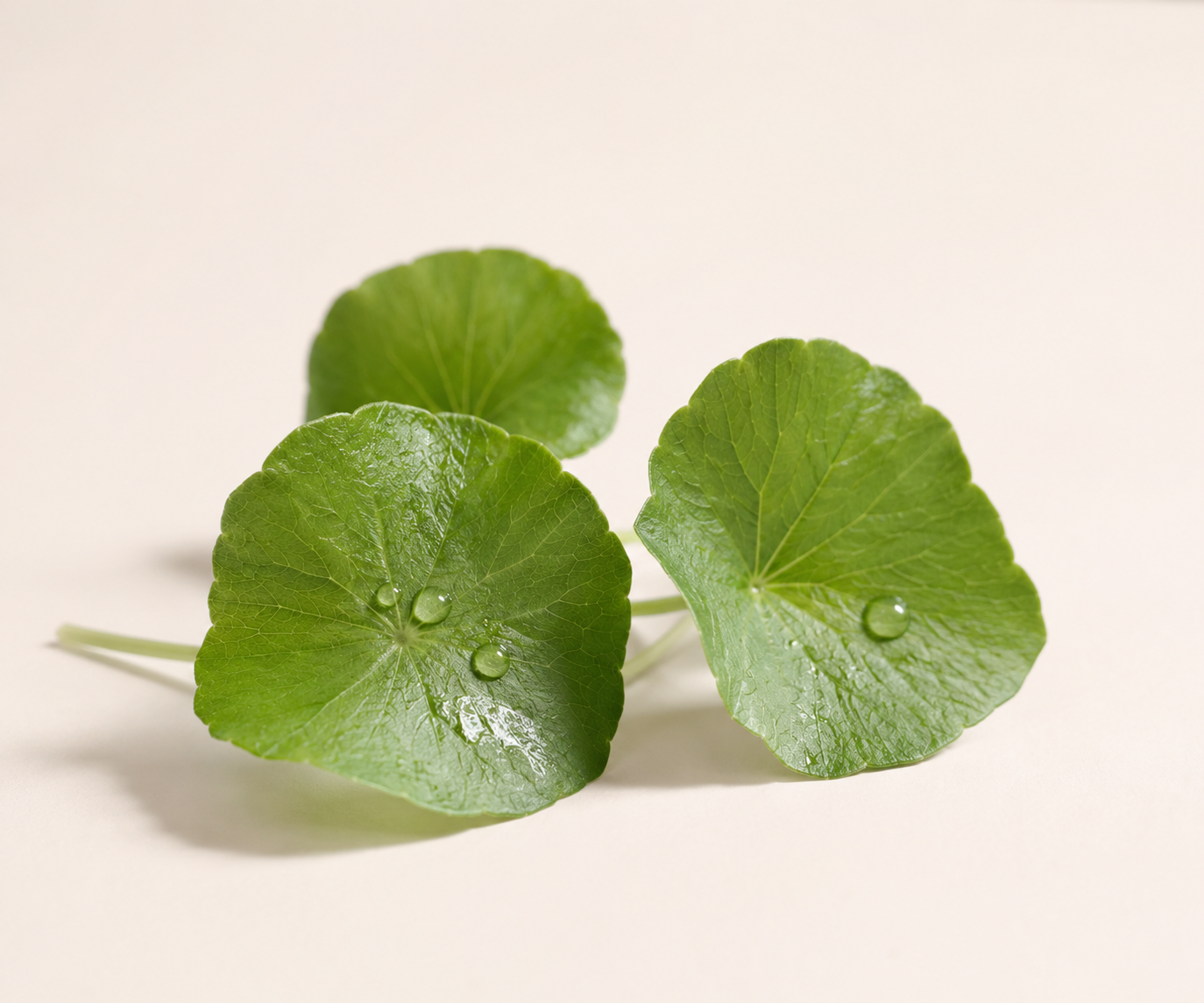 Centella Asiática e pele sensível: folhas do ativo calmante sobre fundo neutro