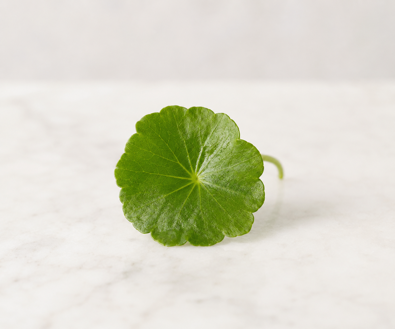 Centella Asiática e pele sensível: folha do ativo calmante sobre fundo neutro